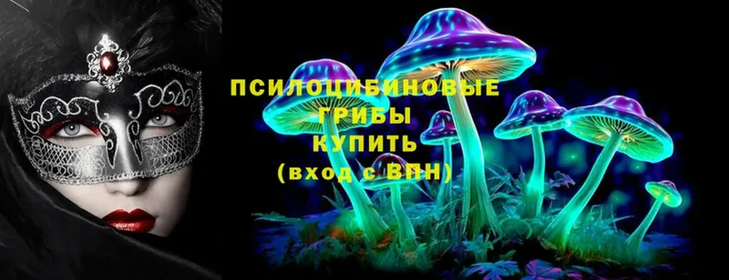 Псилоцибиновые грибы Psilocybe  Выборг 